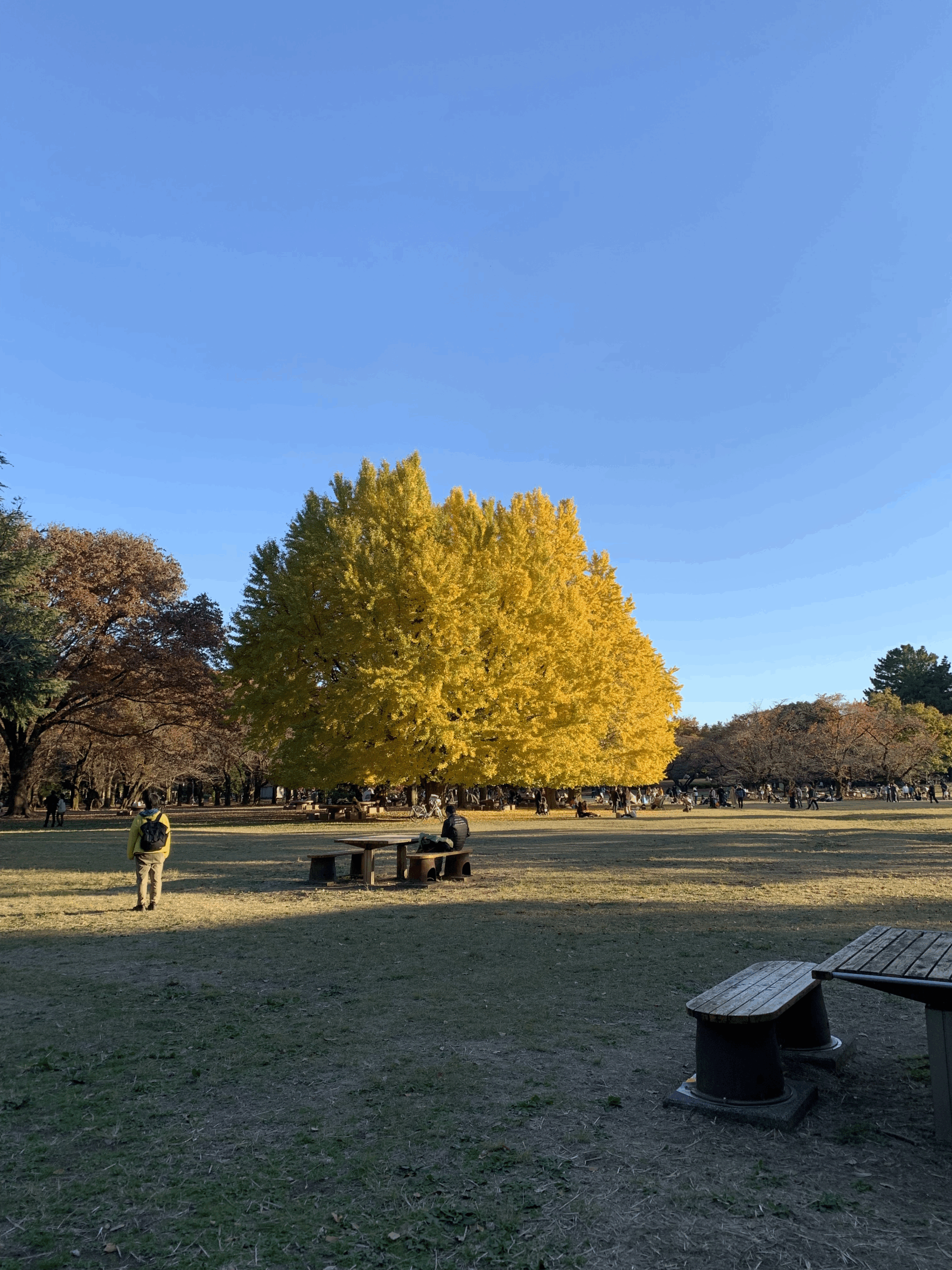 公園の紅葉の写真